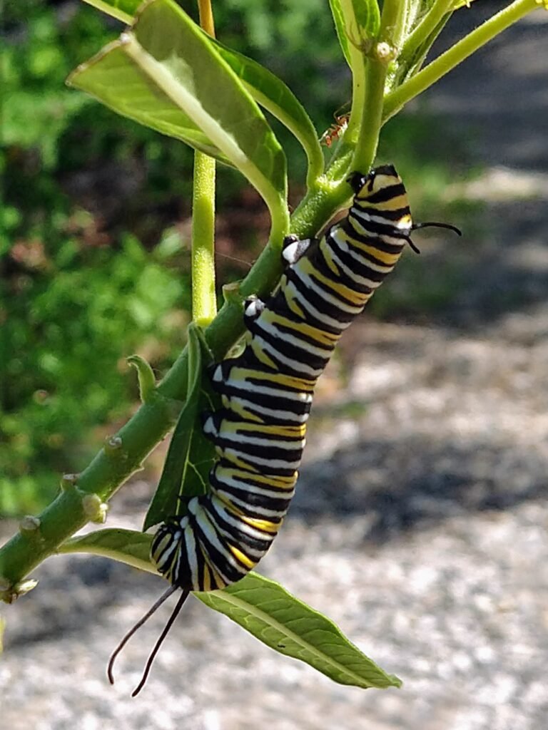 img 20190327 115336836 hdr